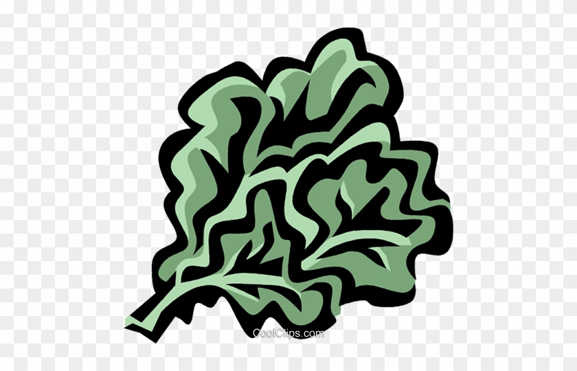 Rapini Royalty Free Vector Clip Art Illustration - Lettuce Leaf Clip Art #876181