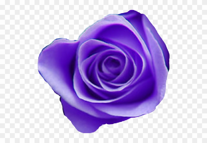 Tumblr Purple Aesthetic Purpleaesthetic Purpleflowermix - Purple Roses #876184