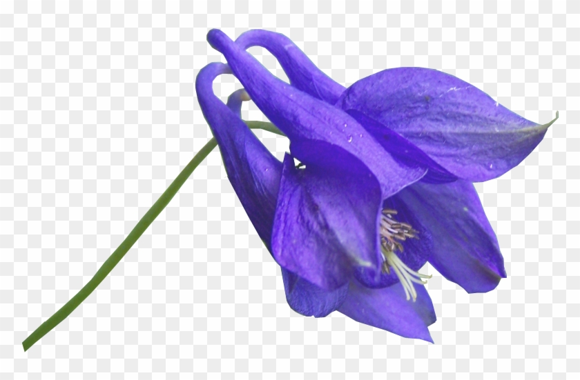 Blue Flower Png - Blue Violet Flower Png #876185