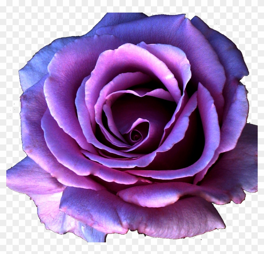 9 Kb, Gallery, Bulk Purple Roses - Purple Rose Flower Png #876207