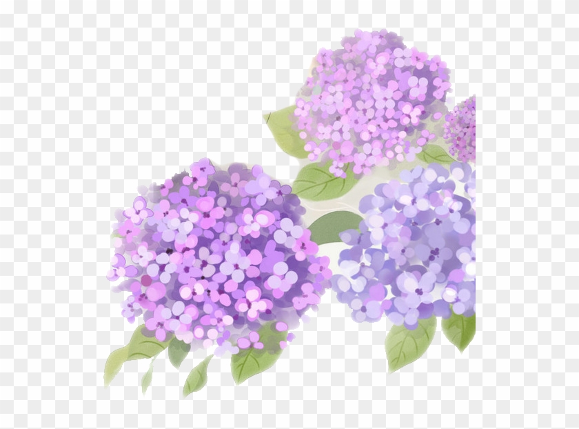 French Hydrangea Flower Purple - Purple Hydrangea Png #876228