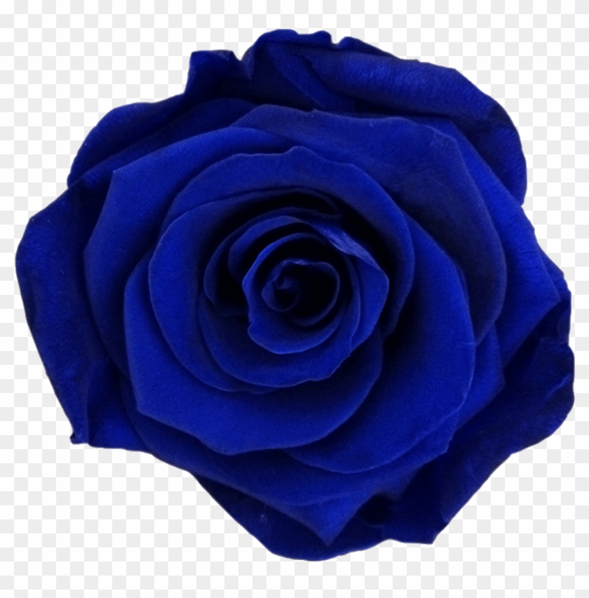 Dark Blue - Blue Rose #876258