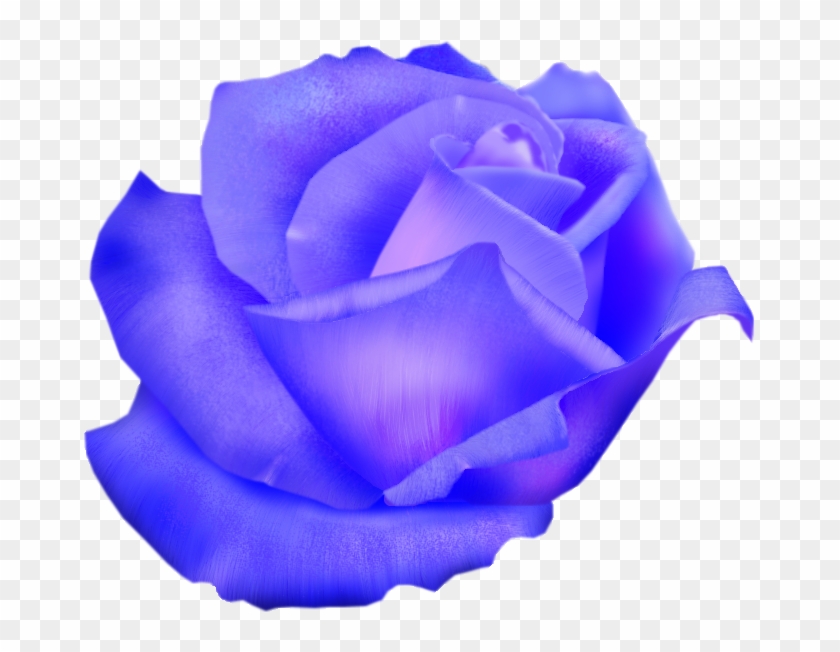 Голубой Розы Садовые Розы Алые Розы Срезанные Цветы - Garden Roses #876265