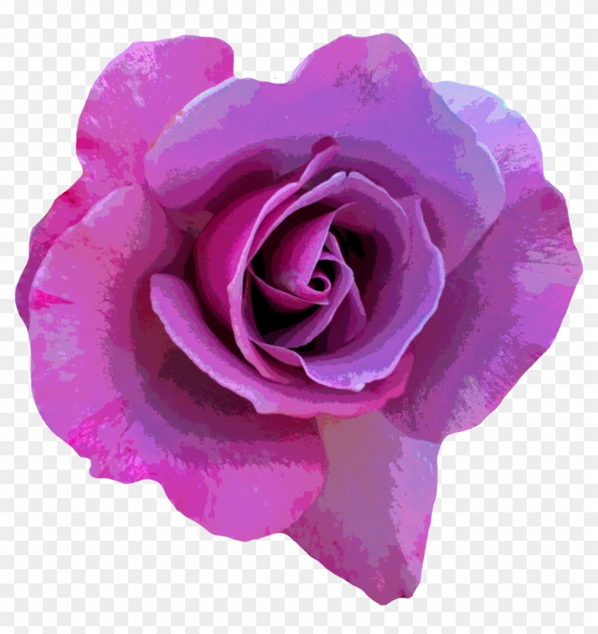 Rose Flower Photography Pink - Animated Hd Love Rose Purple Rose Butterfly #876298