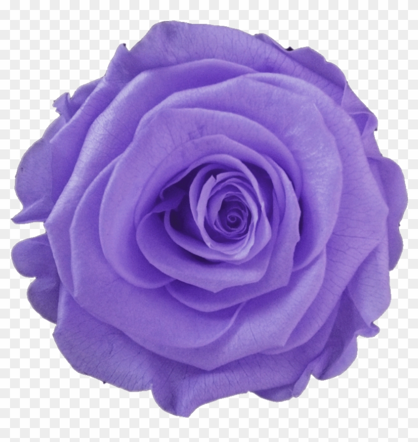 Garden Roses #876320