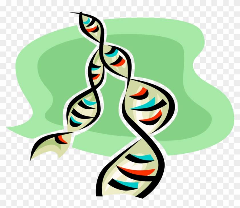 Vector Illustration Of Double Helix Dna Deoxyribonucleic - Graphic Design #876346