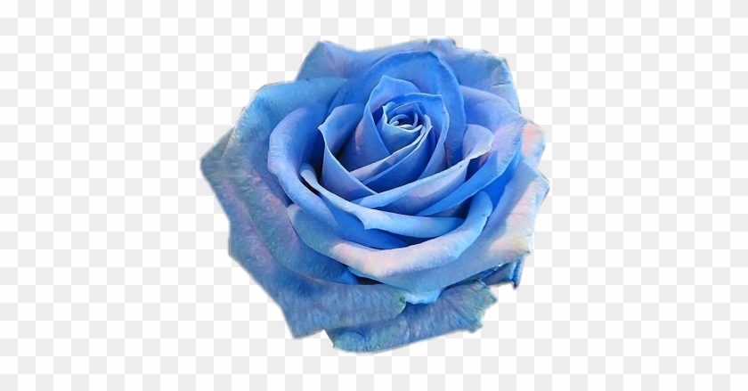 Tubes Roses - Psp Tubes Blauwe Bloemen #876366