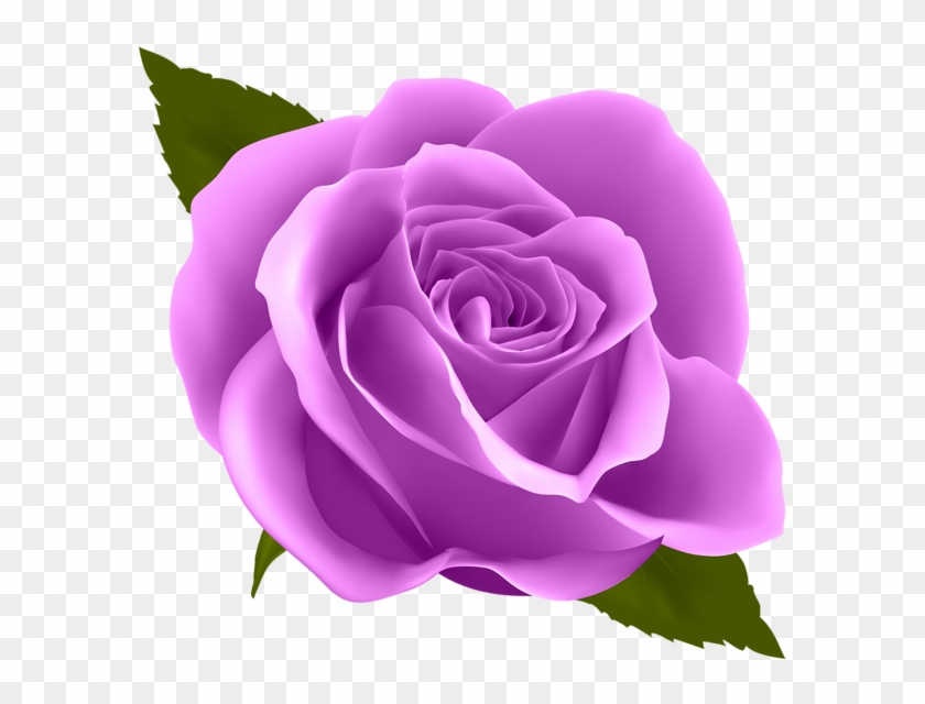 Bulk Purple Roses, Qf - Blue Rose Clip Art #876380