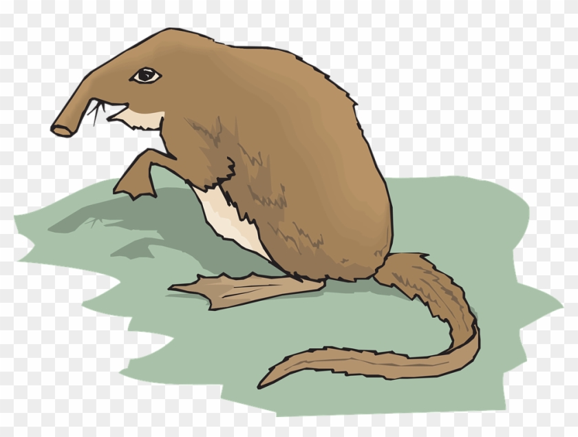 Collection Of Armadillo Clipart - Shrew Clipart #876381