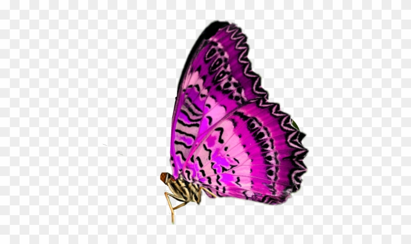 Prettiest Butterfly In The World #876383
