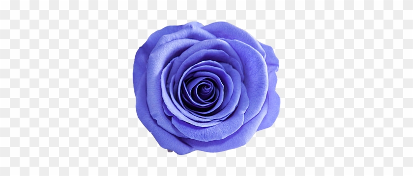Do Not Put Any Heavy Objects Directly On The Roses - Blue Rose #876395