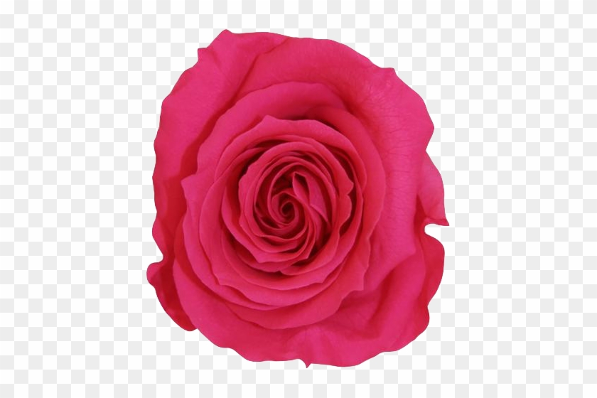 La Fabuleuse With 25 Eternal Roses - Rose #876445