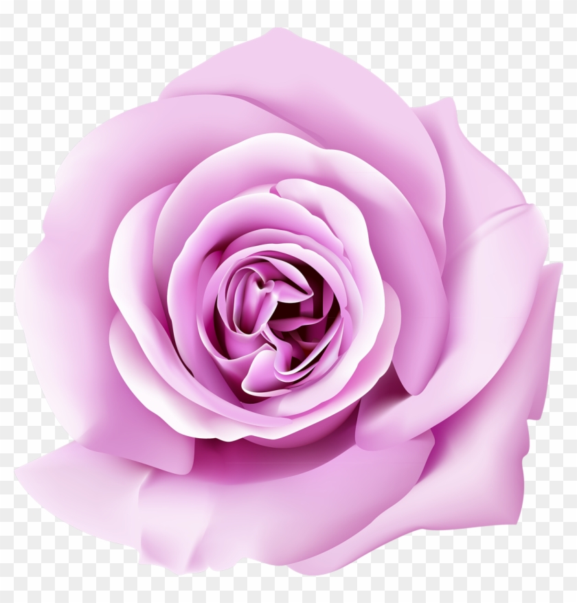 Garden Roses Wall Paper Wallpaper - Rose Flower Png 3d #876460