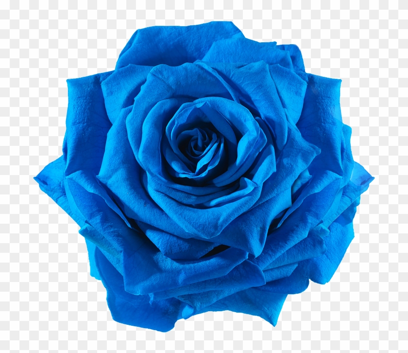 Preserved Rose Blue Electric - Rose Blue Flower Png #876513