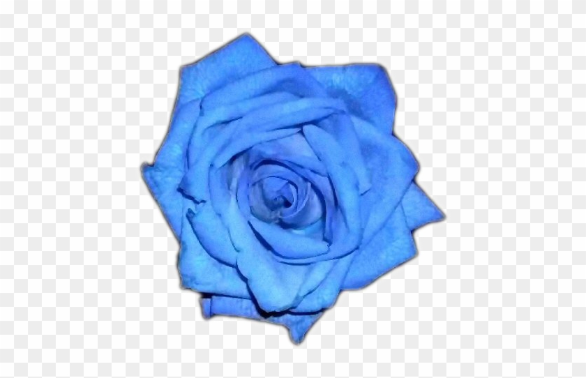 Blue Rose - Blue Rose #876522