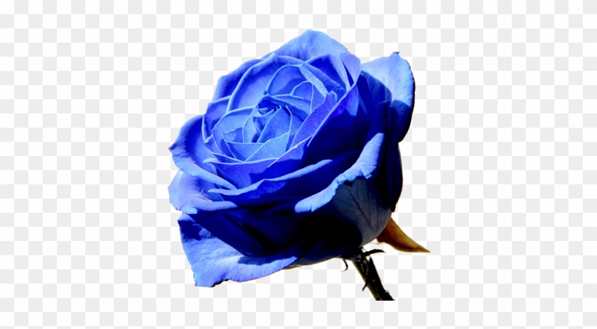 Thank You For Visiting The Blue Rose Website - Moondog Coronation Ball #876544