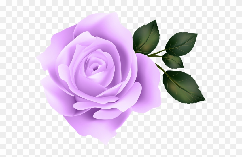 Purple Rose Clip Art Image-634361796 - Purple Roses Transparent Png #876576