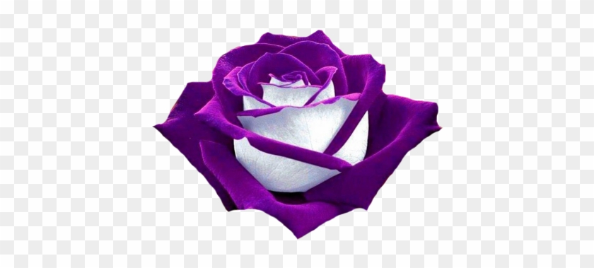 "purple And White Rose - Purple And White Rose #876579