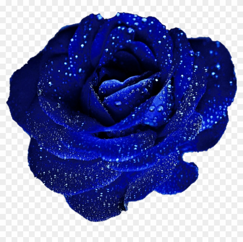 Beautiful Blue Roses Clipart - Blue Rose In Png #876584