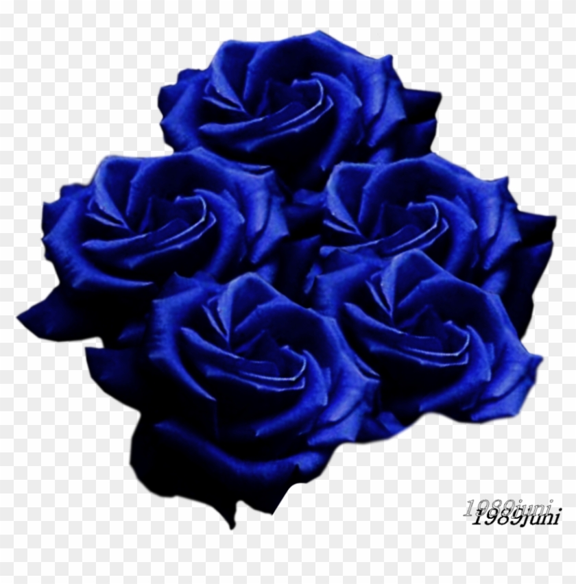 Blue Roses - Black Rose #876591