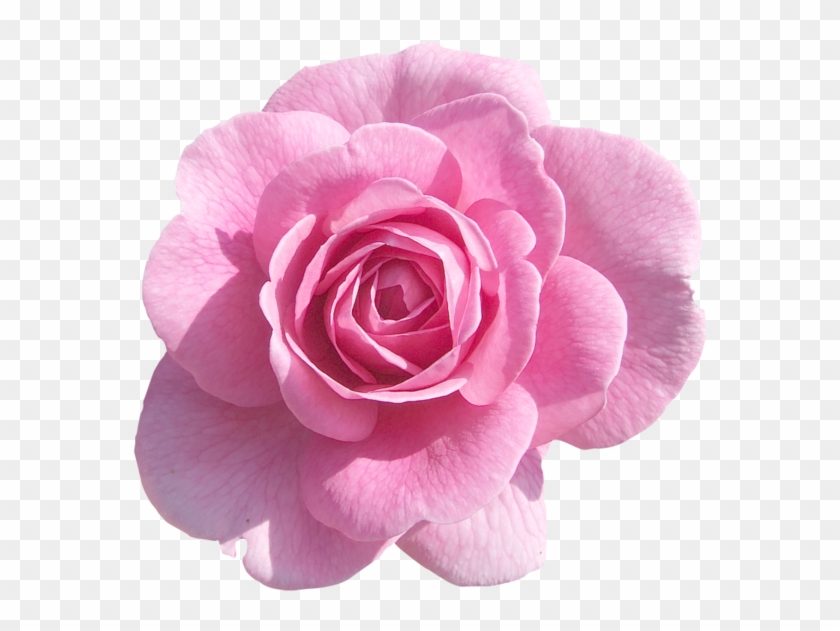 Pink Roses - Delta Zeta Killarney Rose #876604