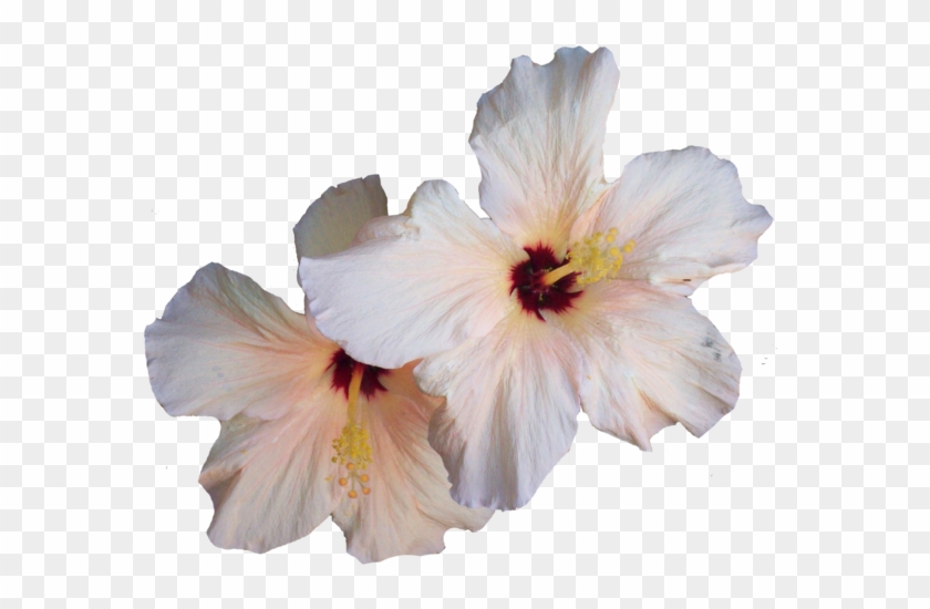 Hibiscus Png Transparent Image - White Hibiscus Flower Png #876899