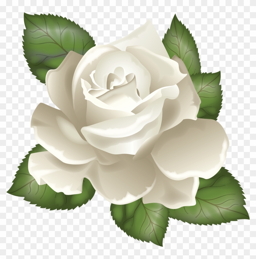 Rosa Bianca - White Rose Illustration #876976