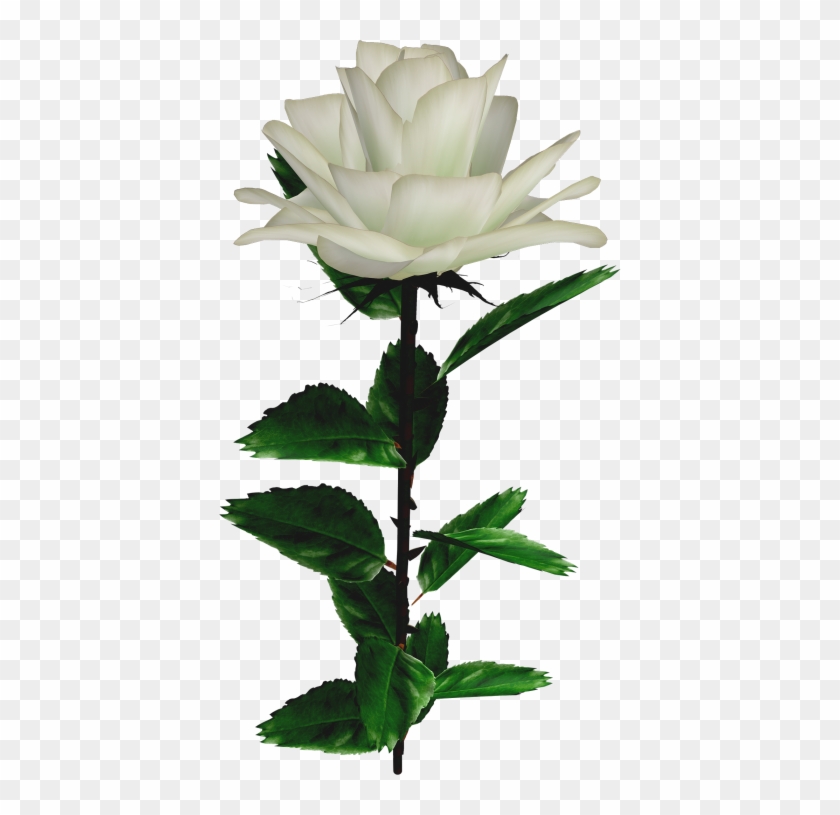 Garden Roses Rosa × Alba Flower - Белая Роза На Прозрачном Фоне #877088