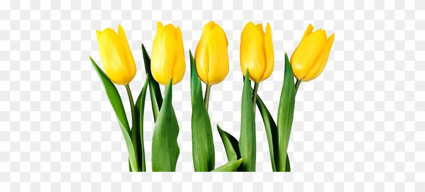 Yellow Tulips Clipart - Yellow Tulip Flower Png #877774