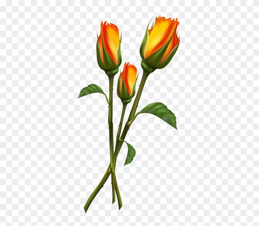 Tulip Flower Drawing - Beautiful Orange Flowers Png #877854