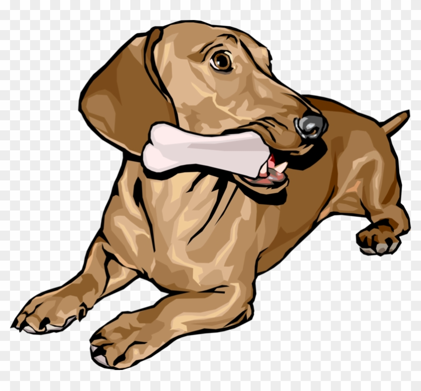 Vector Illustration Of Cute Dachshund Dog Lying Down - Dog With A Bone #877873