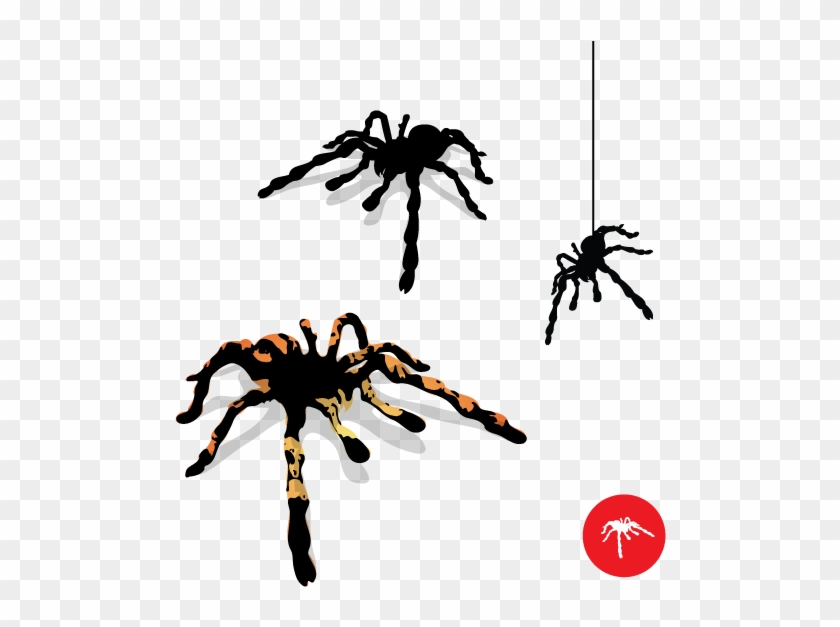 Tarantula Spider Vector - Spider Vector #878622