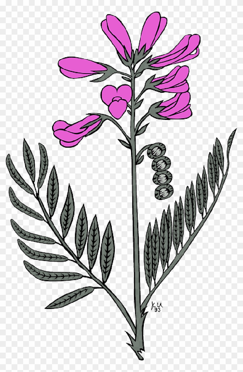 Flower, Flowers, Purple, Garden, Plant - Hedysarum Boreale #878970
