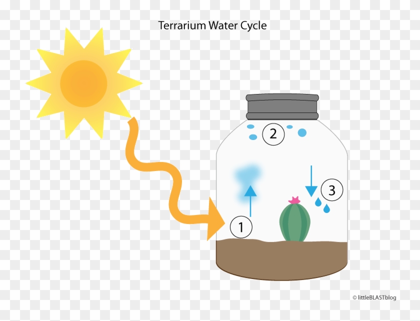 Science Behind Terrarium - Water #879267