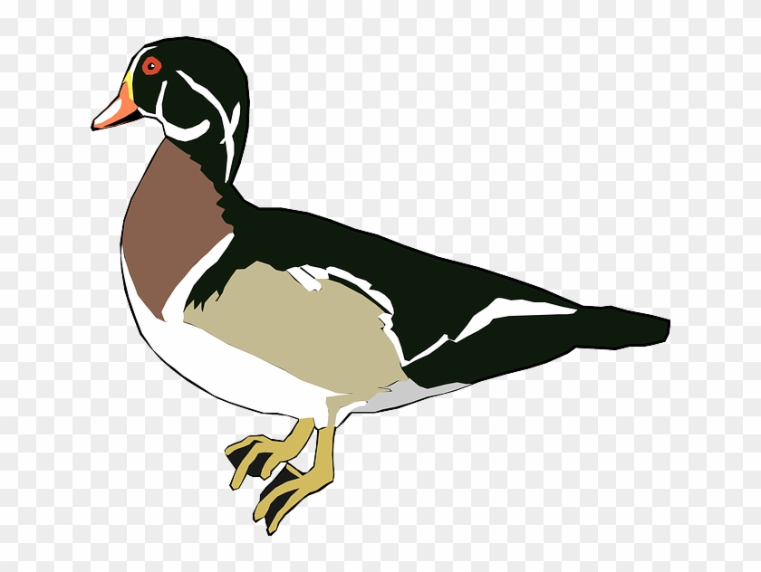 Green, White, Cartoon, Bird, Duck, Animal, Tail, And - Wood Duck Clipart #879521