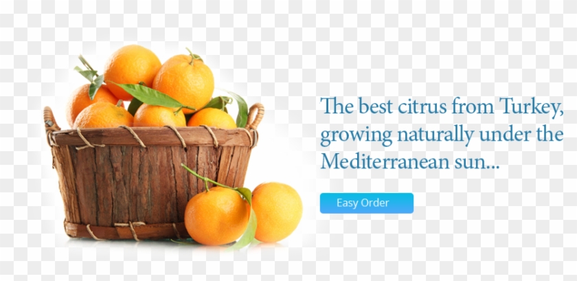 The Best Citrus From Turkey, Orange, Lemon, Mandarin - Citrus #879866