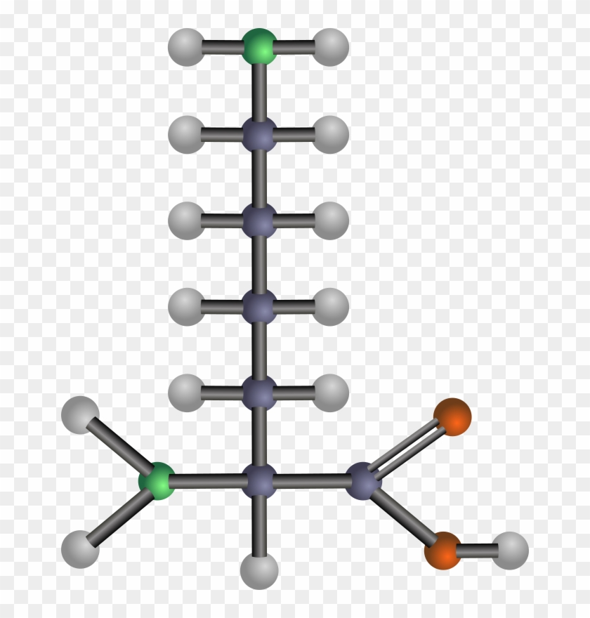 Medium Image - Model Of An Amino Acid #880583