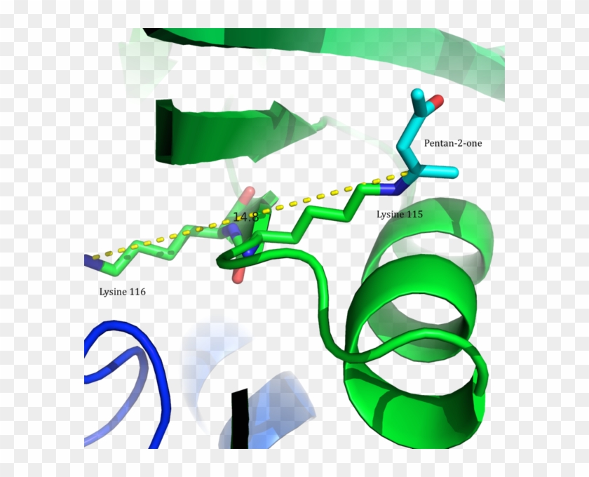 Orientation Of Lysine 115 And - Ornithine Decarboxylase Active Sites #880587