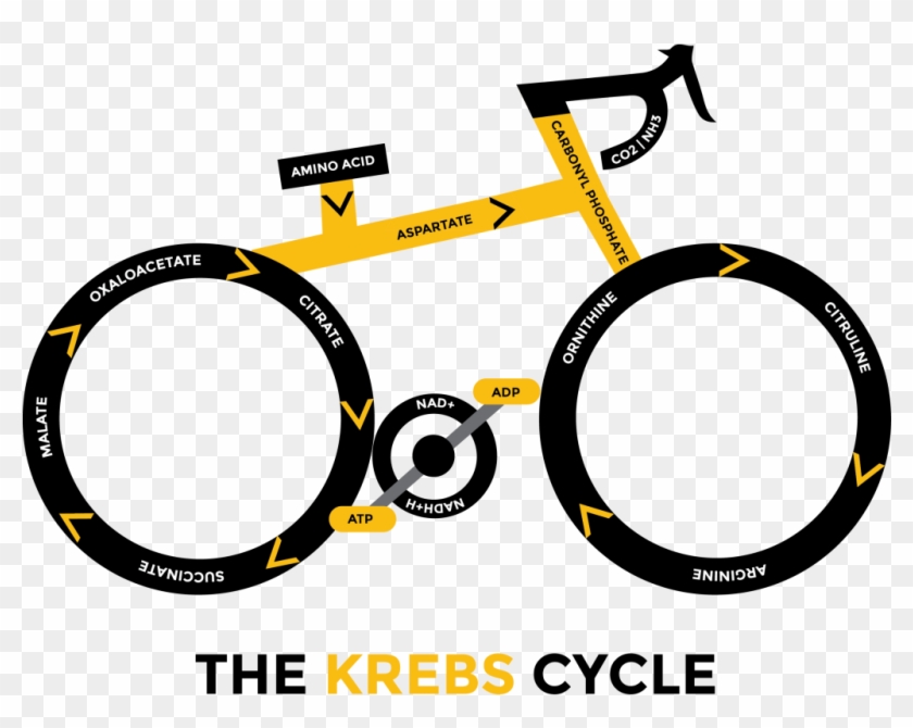 Also Called The Citric Acid Cycle, Which Is The Process - Bicycle Of Education Infographic #880610