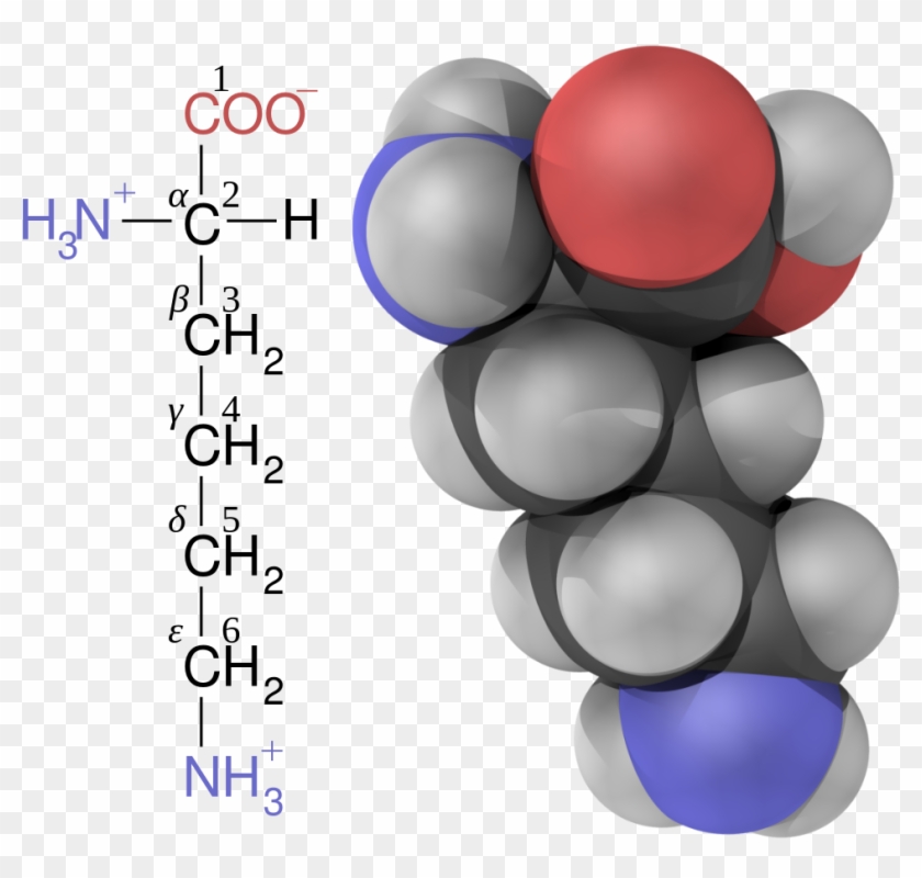 Open - Alpha Beta Gamma Carbons Amino Acids #880620