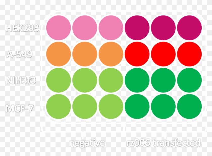 Infection Of Different Cell Lines With The Viral Vector - Round Color Coding Labels Pink #880722