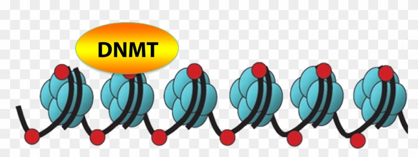 Experimental Section - Epigenetic Methylation Of Dna #880774