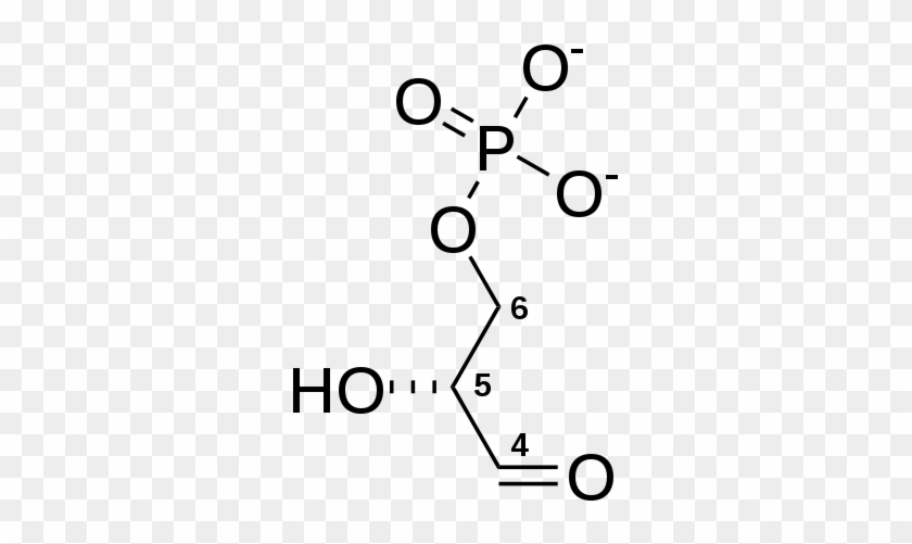 D Glyceraldehyde 3 Phosphate - Glyceraldehyde 3-phosphate #880800
