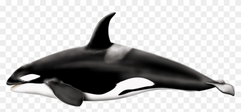 Killer Whale Png Transparent Images Wallpapers With - Killer Whale Png #880838