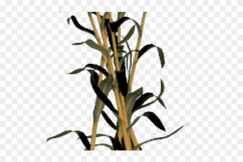 Corn Stalk Clipart - Oleander #881218