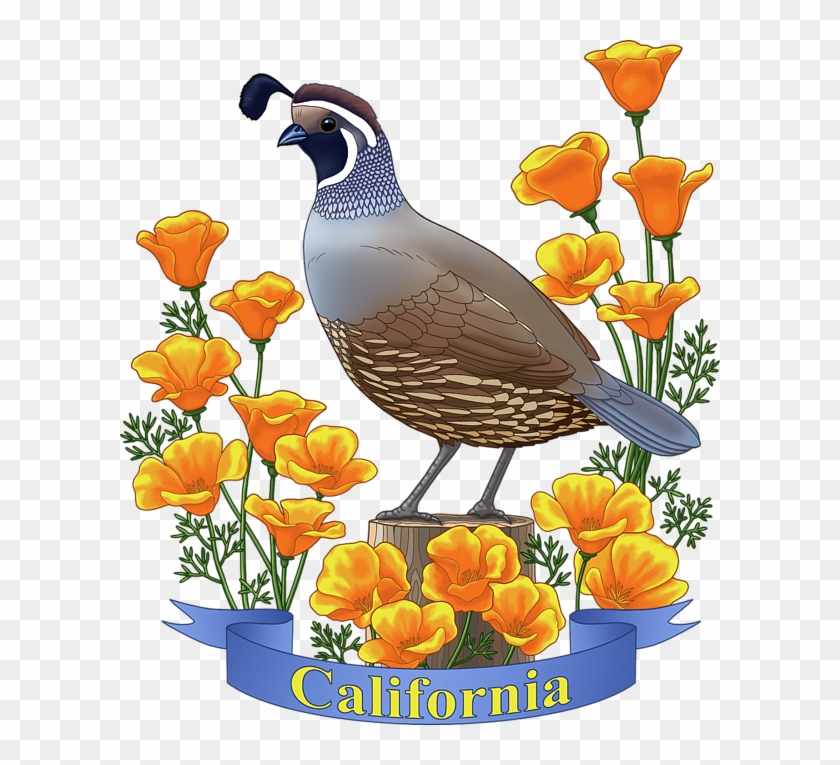 Bleed Area May Not Be Visible - California Quail & Golden Poppy California Quail #881427