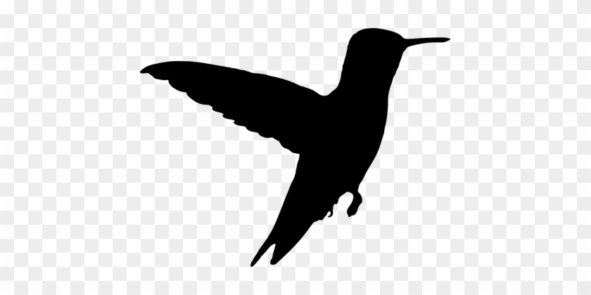 Gdj Pixabay 9 Curated Public Domain Wishes Pinterest - Hummingbird Silhouette Png #882149