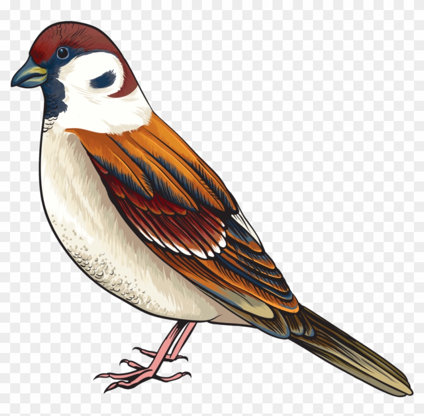 Goldfinch Clipart Maya Bird 622608 5587489 Clipart - Bird Clipart Png #882855