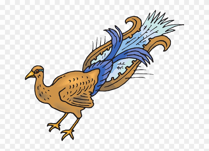 Bird, Wings, Art, Peacock, Animal, Tail, Plucked, Pluck - Peafowl #882902