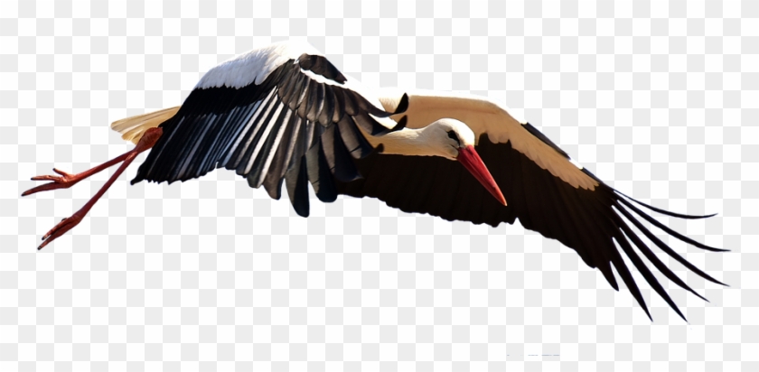 Stork, Fly, Landing, Elegant, Feather, Bird, Plumage - Fonditos Para Enmarcar Fotos Png #883005